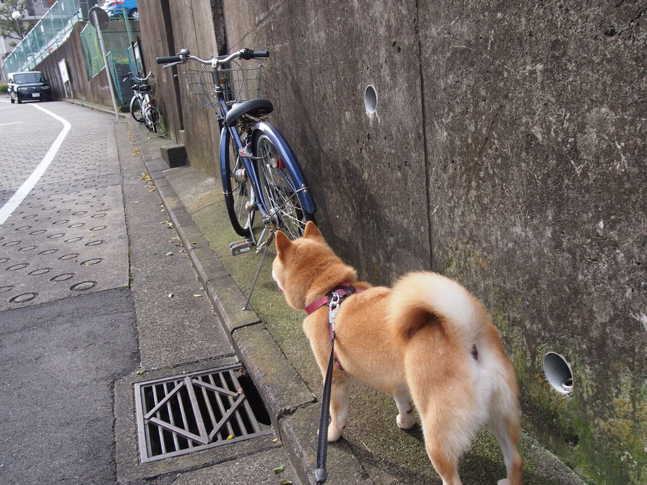 开云体育平台-“青少年足球训练营吸引大批青少年，踢出梦想”，青少年足球训练营文化节手抄报