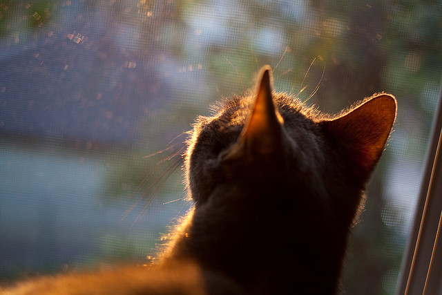 守门员的“天神下凡”：不可思议的扑救瞬间，守门员动画